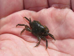 Image of dark shore crab