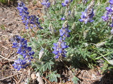 Imagem de Lupinus sellulus Kellogg