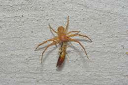 Image of Deadly Ground Crab Spider