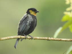 Image of Silver-backed Tanager