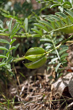 Imagem de Astragalus webberi A. Gray