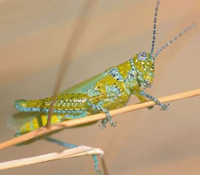 Poecilotettix的圖片