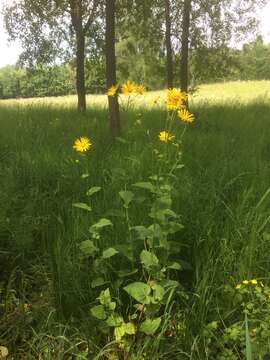 Слика од Doronicum austriacum Jacq.