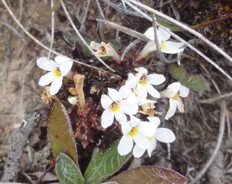 Imagem de Euphrasia revoluta Hook. fil.