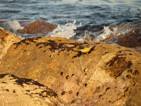 Image of Grey Wagtail