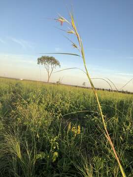 Plancia ëd Themeda avenacea (F. Muell.) T. Durand & B. D. Jacks.