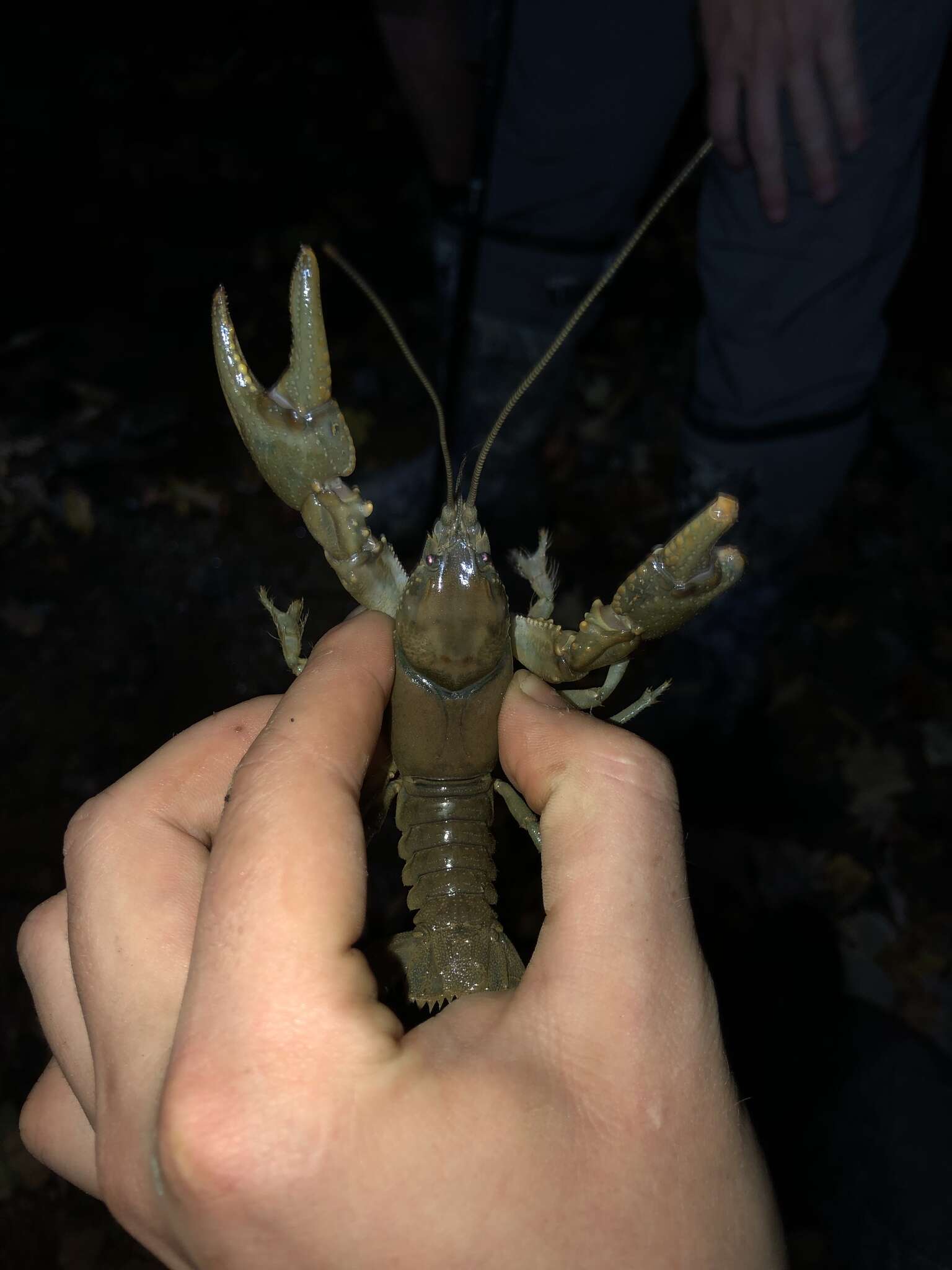 Image of Rock Crayfish