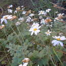 Image of Lidbeckia quinqueloba (L. fil.) Cass.