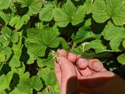 Sivun Rubus lasiococcus A. Gray kuva