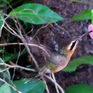 Phaethornis idaliae (Bourcier & Mulsant 1856) resmi