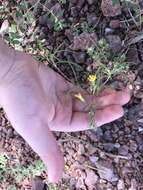 Image of manybristle chinchweed