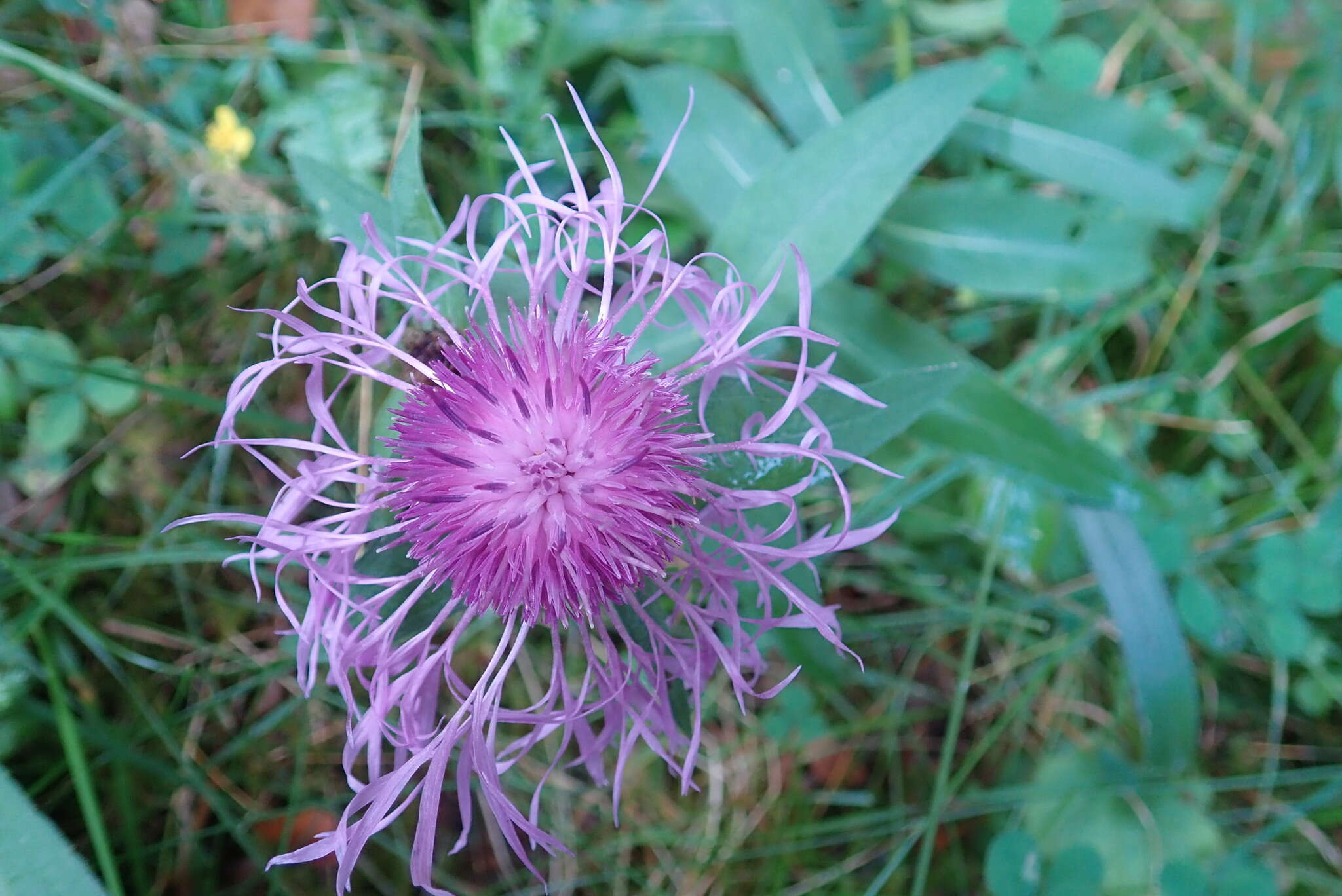 Centaurea phrygia L. resmi