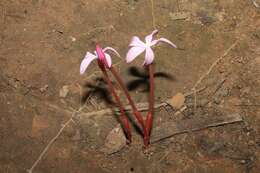 Image of Voyria rosea Aubl.