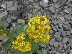 Image de Solidago virgaurea subsp. lapponica (With.) N. N. Tzvel.