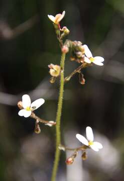 Image of Stylidium hispidum Lindley