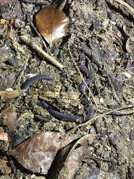 Image of Caecilia subnigricans Dunn 1942