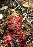 Image of spoonleaf sundew