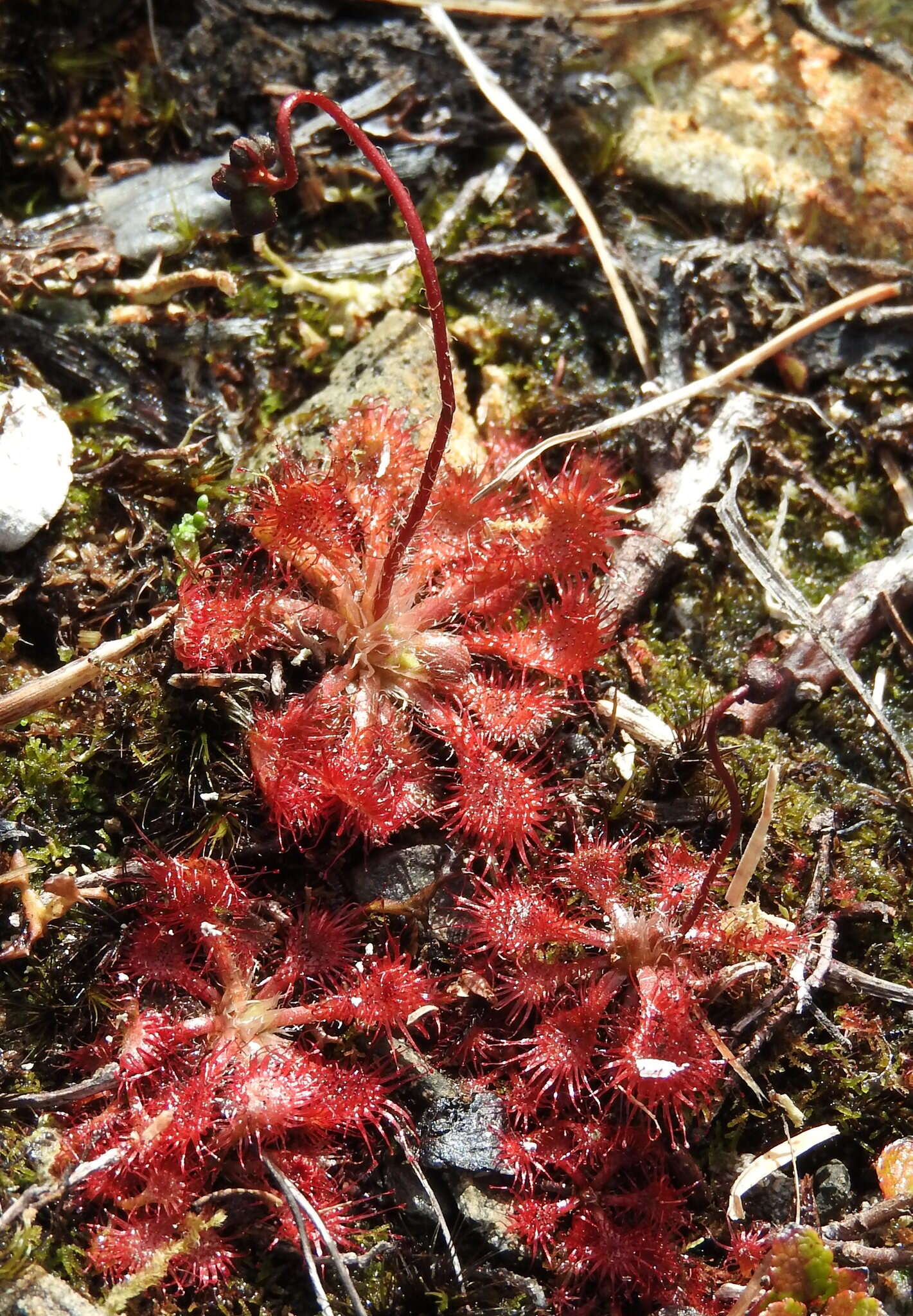 Image of spoonleaf sundew