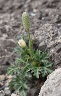 Image of tuber anemone