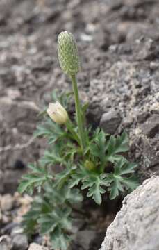 Anemone tuberosa Rydb. resmi