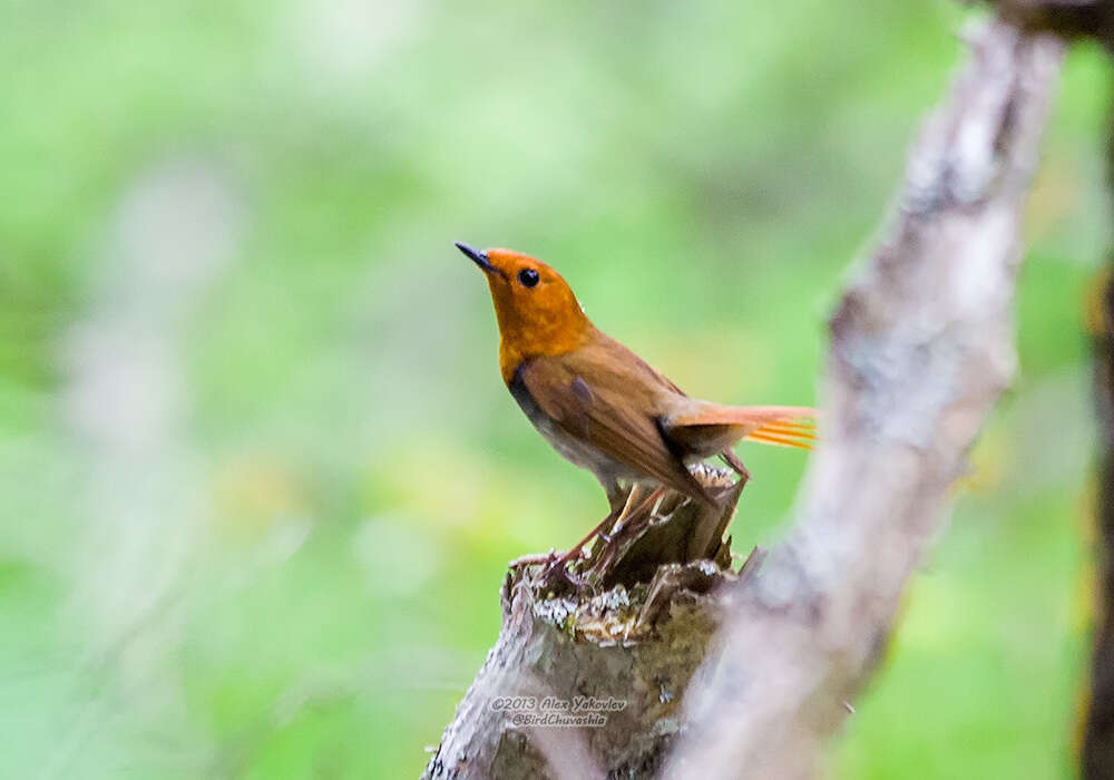 Image of Japanese Robin