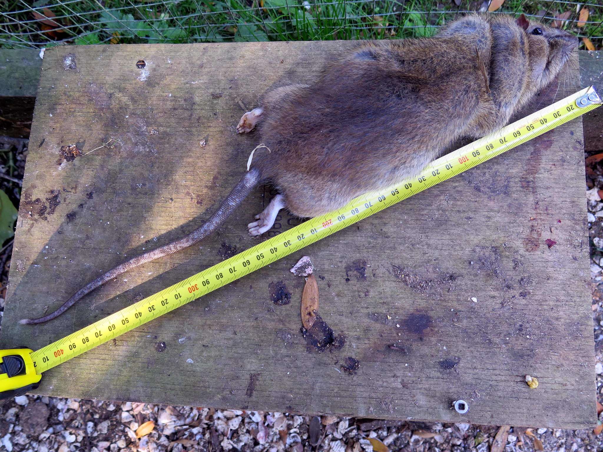 Image of Brown Rat