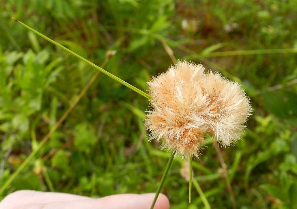 Imagem de Eriophorum virginicum L.