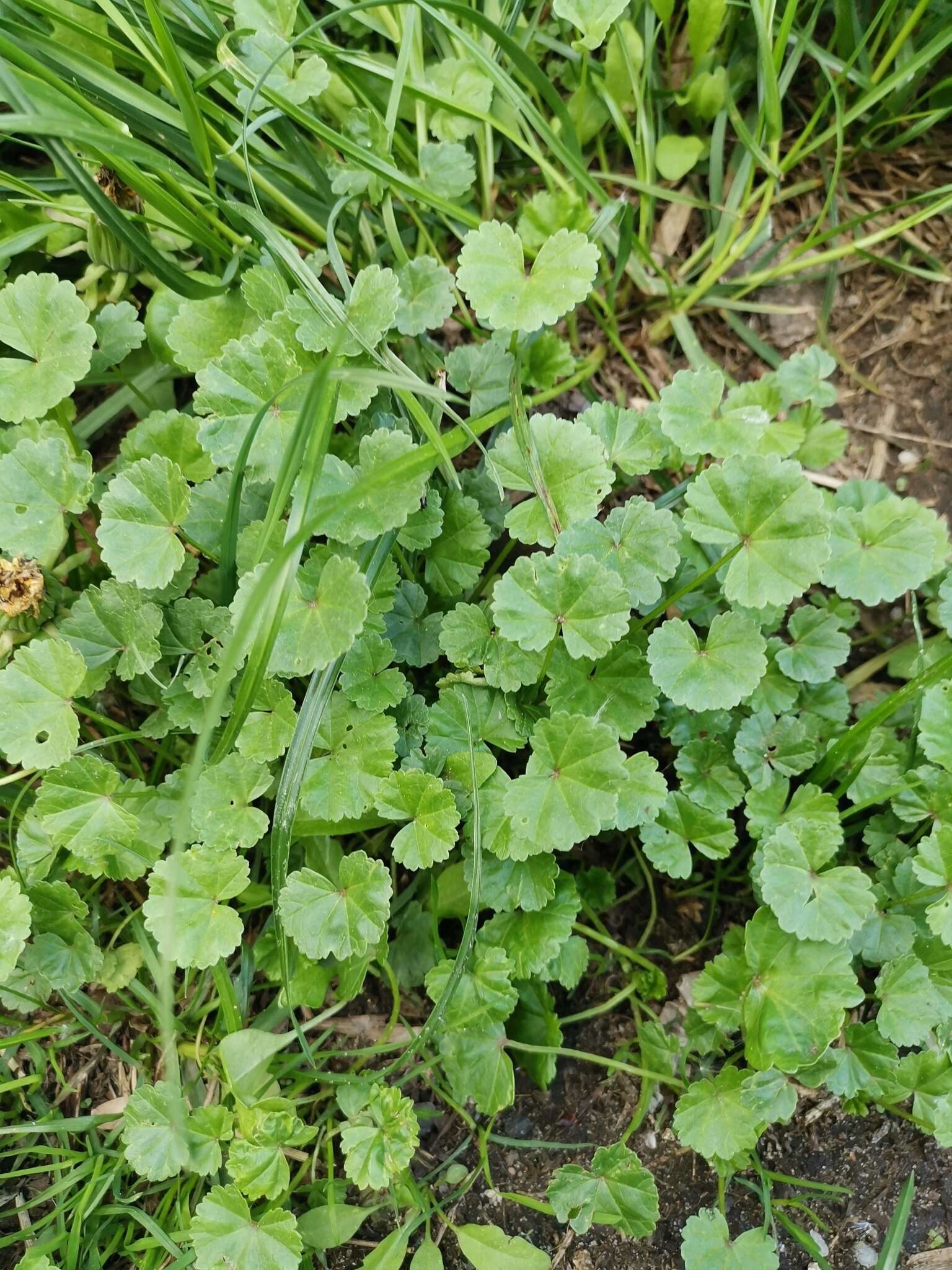 Image of low mallow