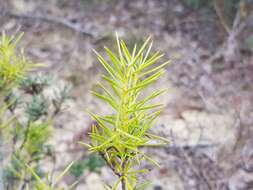 Imagem de Persoonia juniperina Labill.