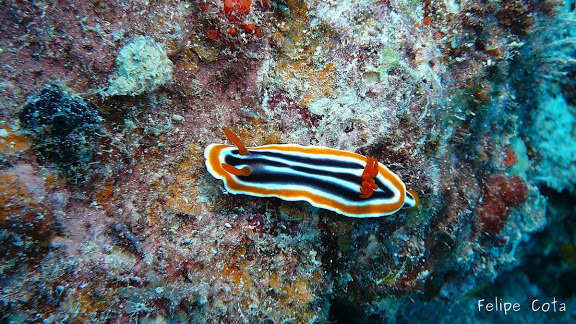 Image de Chromodoris magnifica (Quoy & Gaimard 1832)