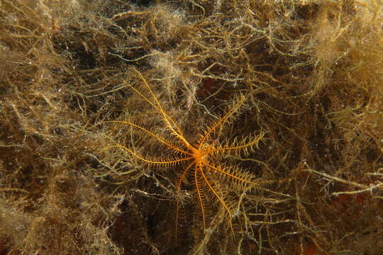 Image of Mediterranean feather star