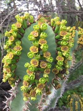 Image of Euphorbia virosa subsp. virosa