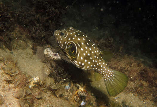 Image of Broadbarred Toadfish