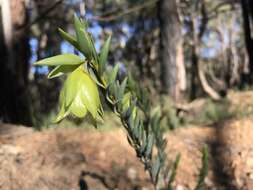 Image of Pimelea suaveolens Meissn.