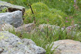 Imagem de Luzula alpinopilosa (Chaix) Breistr.