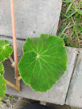 Image of Fröbelbegonia