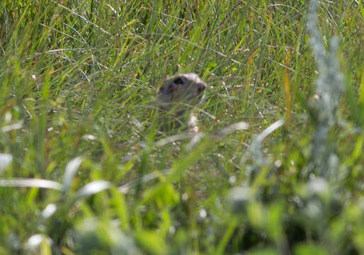 Image of Red-cheeked Ground Squirrel