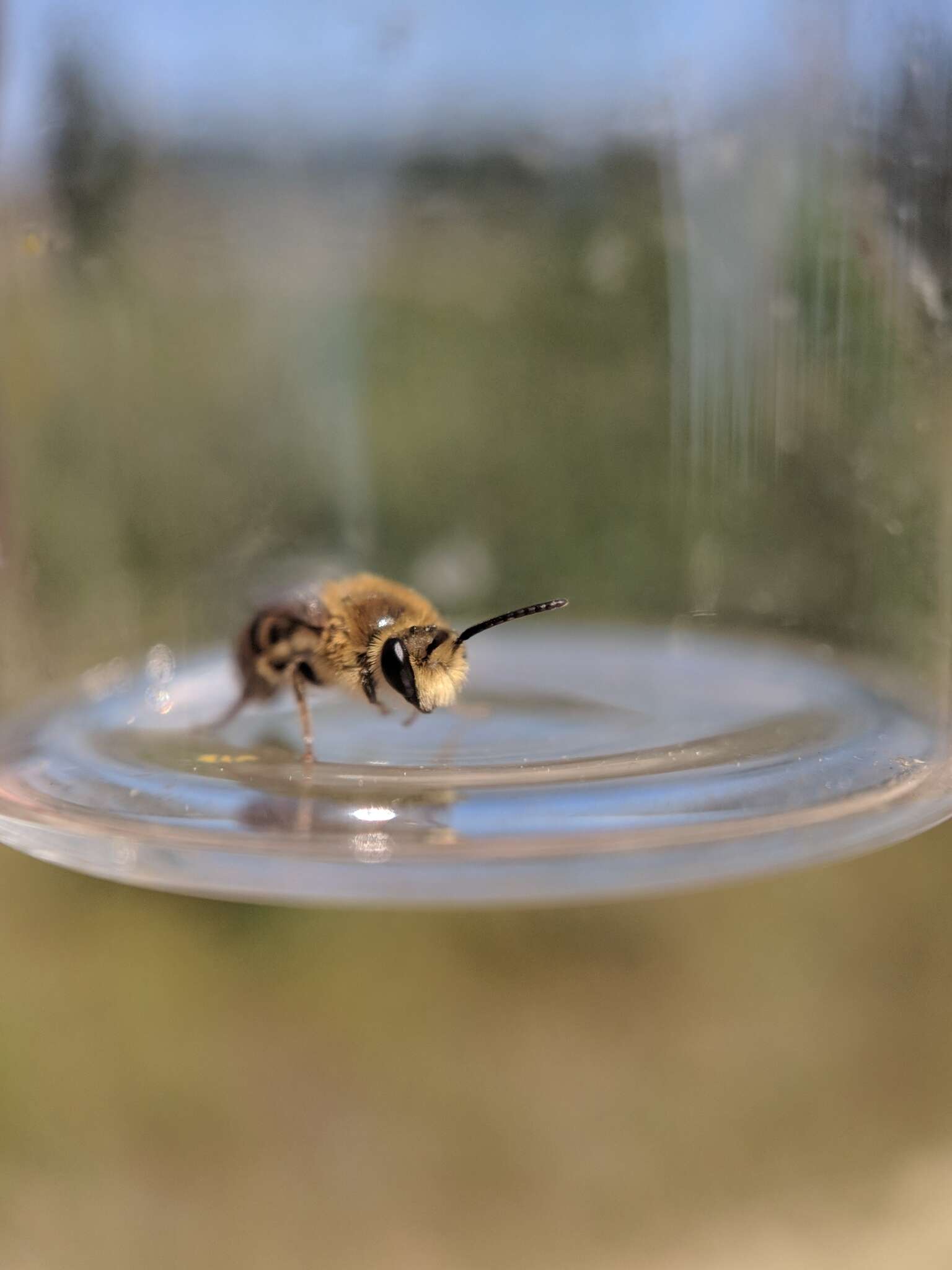 Image of Colletes solidaginis Swenk 1906