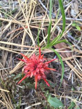 Imagem de Pedicularis aurantiaca (E. F. Sprague) Monfils & Prather