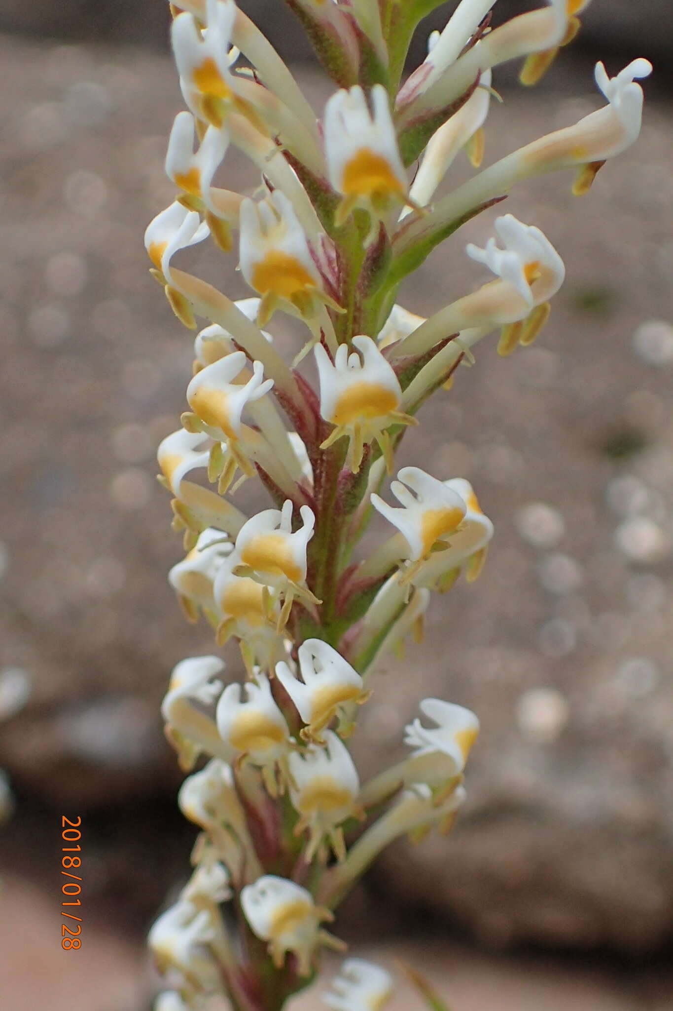 Image de Hebenstretia dura Choisy