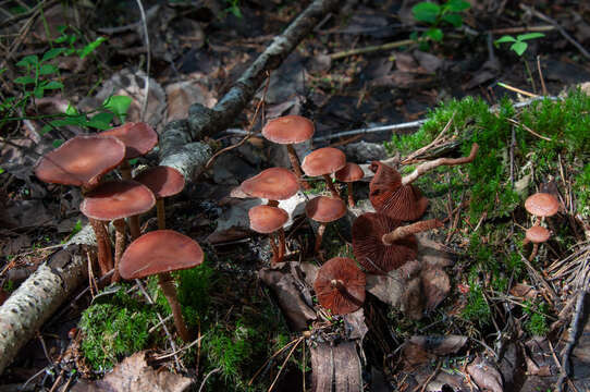 Image of Tubaria confragosa (Fr.) Harmaja 1978