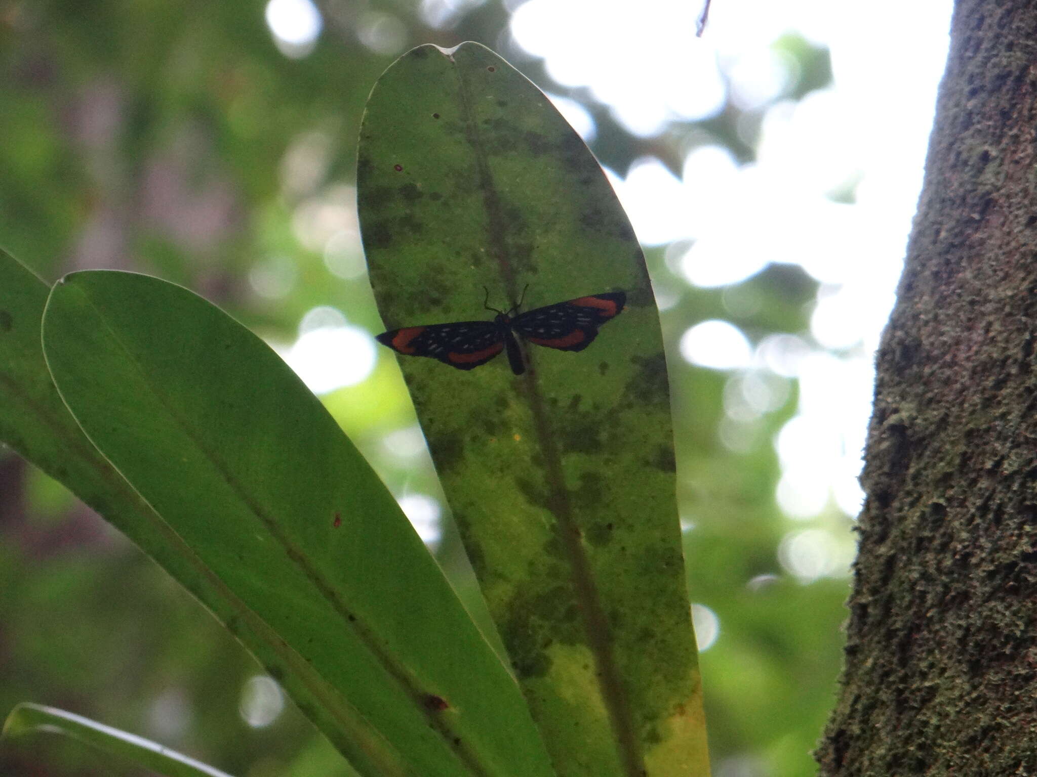 Image of Stalachtis euterpe (Linnaeus 1758)