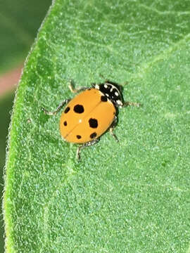 Image of Lady beetle