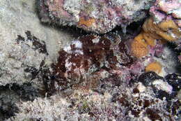 Image of Common scorpionfish