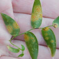 Imagem de Puccinia myrsiphylli (Thüm.) G. Winter 1884