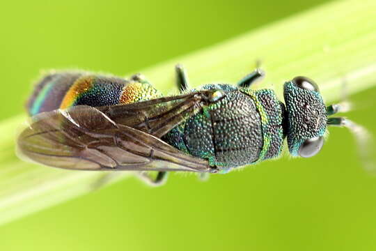 Image of <i>Chrysis equestris</i> Dahlbom 1854