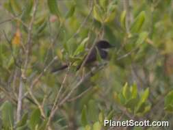 Image of Malaysian Pied Fantail