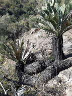 Image of Kei Cycad