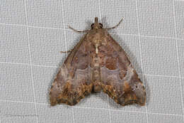 Mecistoptera violescens Hampson 1906的圖片