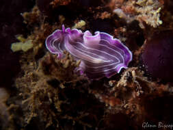 Image of pink flatworm